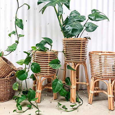 Rattan Stands